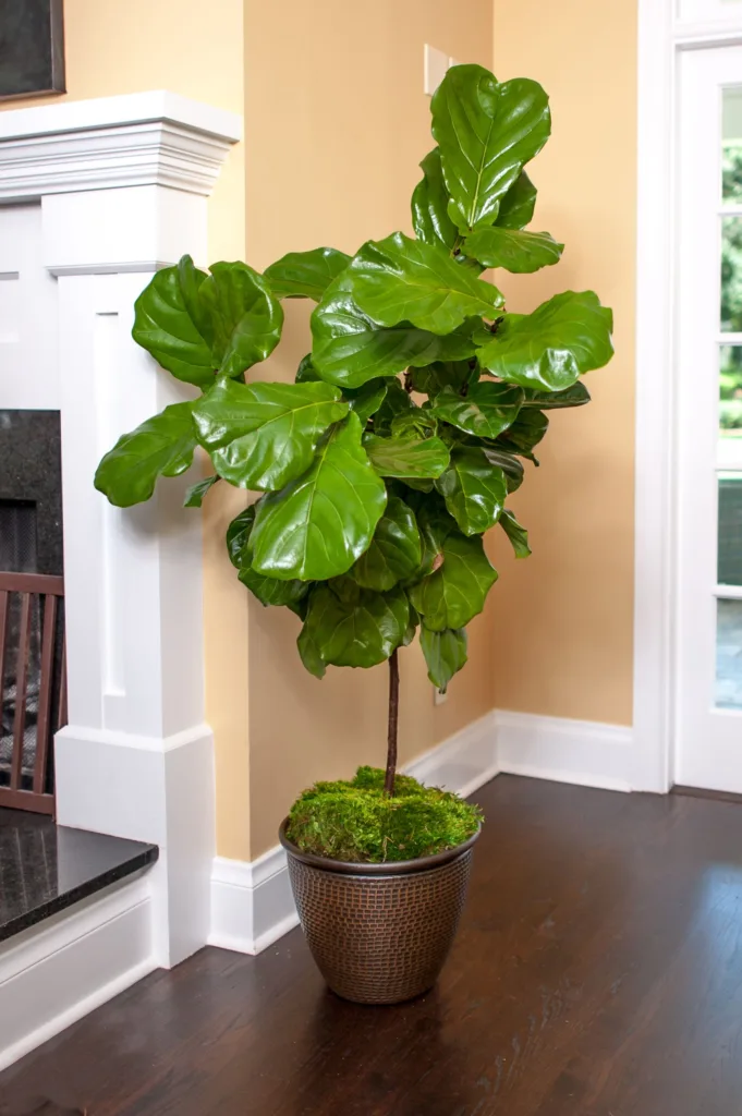 The fiddle leaf fig (Ficus lyrata) stands as an iconic choice in the realm of indoor decoration. 