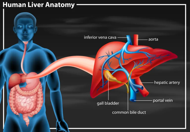 10 Healthy Foods: To Support Your Liver