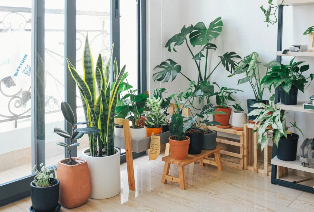 Best indoor plants